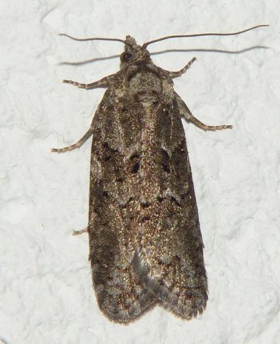 Réf. 253 023 : Cnephasia sp.